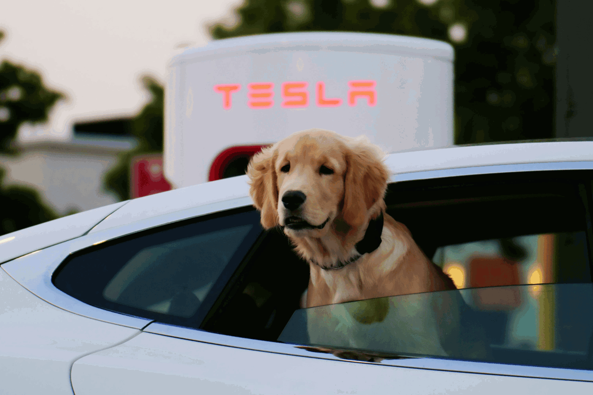 Tesla with a dog sticking out of the window